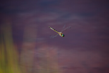Naklejka na ściany i meble dragonfly in the flight above the water