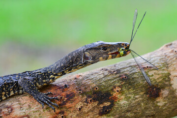 Water monitor lizards in tropical gardens