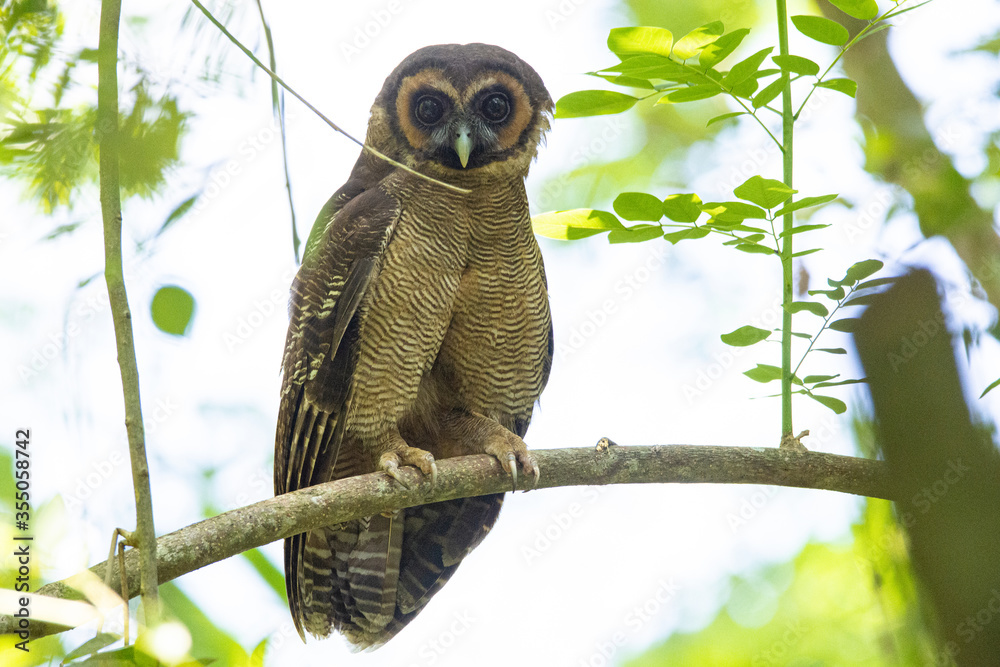 Wall mural Brown wood owl