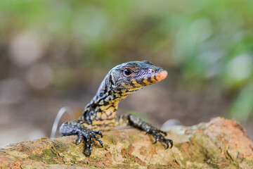 Water monitor lizards in tropical gardens