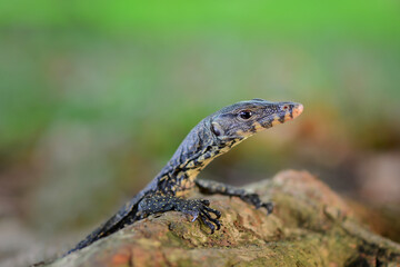 Water monitor lizards in tropical gardens