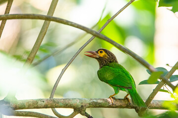 Brown-headed barbet