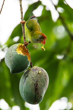Sri Lanka hanging parrot eating mango
