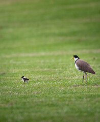 an Australian plover with its chick