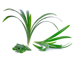 Pandan leaves isolated on white background