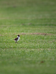 an Australian plower chick on the grass