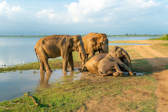 Elephant lounging in Sri Lanka