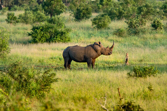 rhino in the grass of  the Kruger National Park, in South Africa
