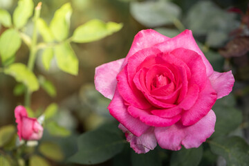 Roses in the garden