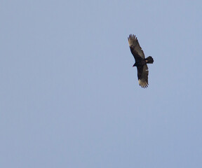 Eagle Soaring in Big Sur Area, California, USA