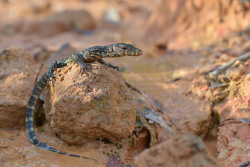 Water monitor lizards in tropical gardens