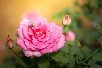 Roses in the garden