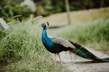 Fototapeta premium peacock walking on a green lawn