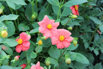 Some buds of gentle pink flowers opened and several buds are closed.