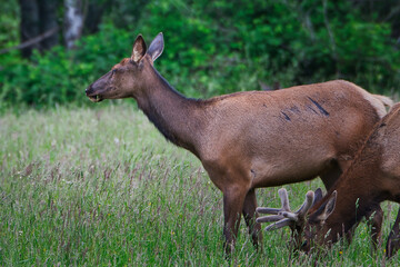 2020-06-02 A FEMALE ROOSEVELT ELK IN THE SNOQUALIME VALLEY 2