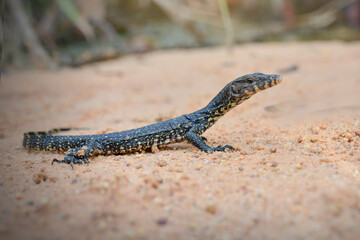 Water monitor lizards in tropical gardens