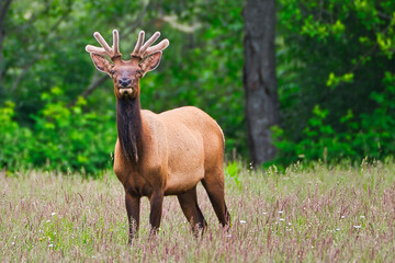 2020-06-03 A MALE ROOSEVELT ELK IN THE SNOQUALMIE VALLEY 3