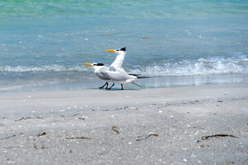 Royal Tern Mating Ritual