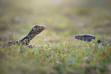 Water monitor lizards in tropical gardens