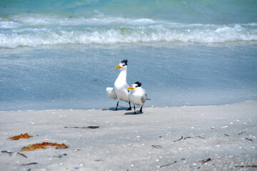 Royal Tern Mating Ritual