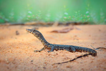 Water monitor lizards in tropical gardens