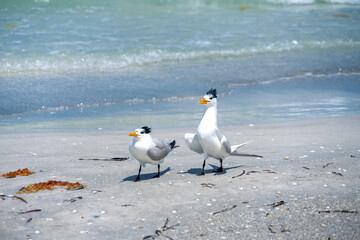 Royal Tern Mating Ritual