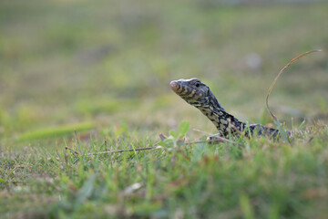 Water monitor lizards in tropical gardens