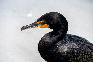 Double-crested Cormorant 