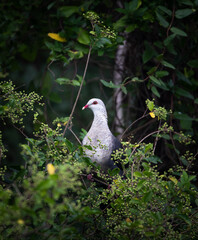 pigeon perched on the tree