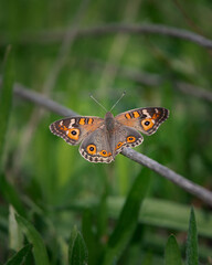 butterfly close up