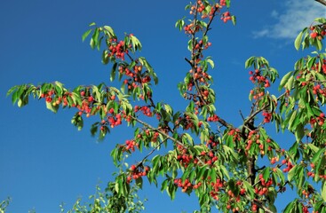 たわわに実ったさくらんぼ