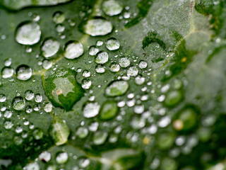 梅雨時　雫と植物