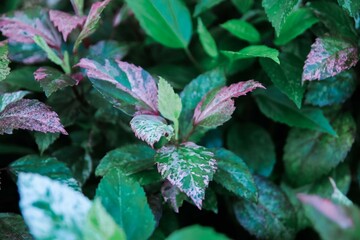 plant, leaf, green, leaves, mint, nature, herb, garden, peppermint, fresh, foliage, tree, flora, food, macro, flower, herbal, summer, tea, growth, spice, close-up, natural, nettle, spearmint