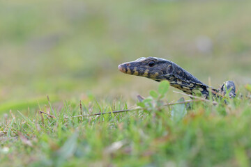 Water monitor lizards in  tropical gardens