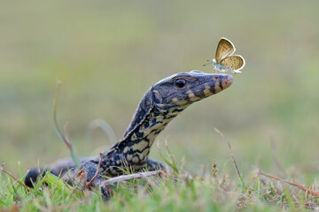 Water monitor lizards in  tropical gardens