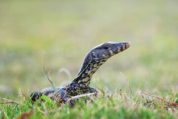 Water monitor lizards in  tropical gardens