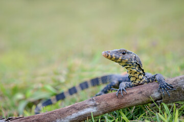 Water monitor lizards in  tropical gardens