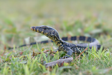 Water monitor lizards in  tropical gardens