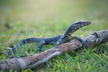 Water monitor lizards in  tropical gardens