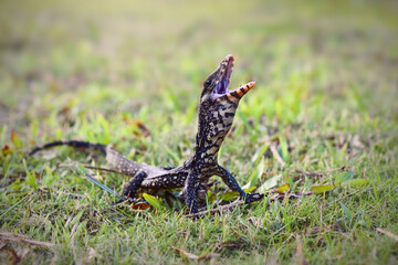 Water monitor lizards in  tropical gardens
