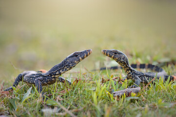 Water monitor lizards in  tropical gardens