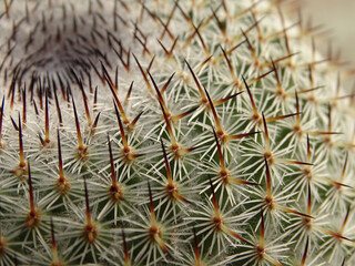 Naklejka na ściany i meble Close up of a prickly cactus. Mammillaria albilanata