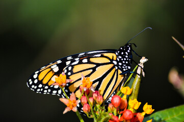 Monarch Butterfly on Flower Stem