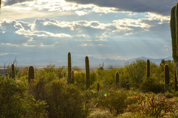 Cactuses and Sky