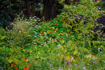 Wildflowers, Big Sur, California, USA