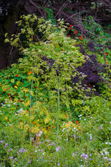 Wildflowers, Big Sur, California, USA