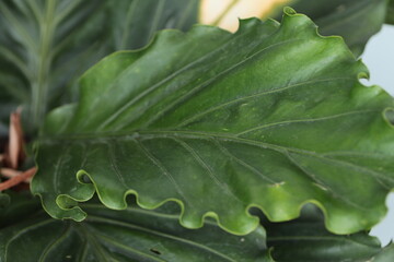 green leaf with water drops