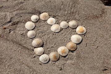 Fototapeta na wymiar heart shape made out of sand dollars on the sand. I love you.