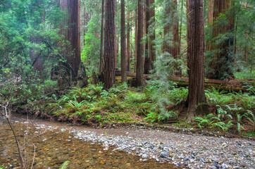 Muir Woods National Monument, Marin County, California, USA