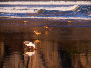 Seagulls Feeding on Morro Bay Beach, California, USA